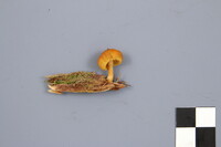 Gymnopilus penetrans image